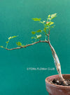 Bursera fagaroides / Scented Bursera, organically grown tropical plants for sale at TOMs FLOWer CLUB.