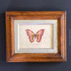 Diptychon Butterflies, pink and blue, wooden framed, antique, Italy Florence. TOMs ART FLOWer CLUB, prints for sale. 