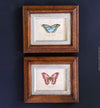 Diptychon Butterflies, pink and blue, wooden framed, antique, Italy Florence. TOMs ART FLOWer CLUB, prints for sale. 