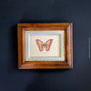 Diptychon Butterflies, pink and blue, wooden framed, antique, Italy Florence. TOMs ART FLOWer CLUB, prints for sale. 