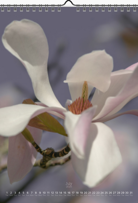 Tomas Rodak, Calendar 2025, Wandkalender 2025, Magnolia, Blumeninsel, Kalendar, New year, neues Jahr, Neujahr, Kalendar, for sale by TOMs FLOWer CLUB