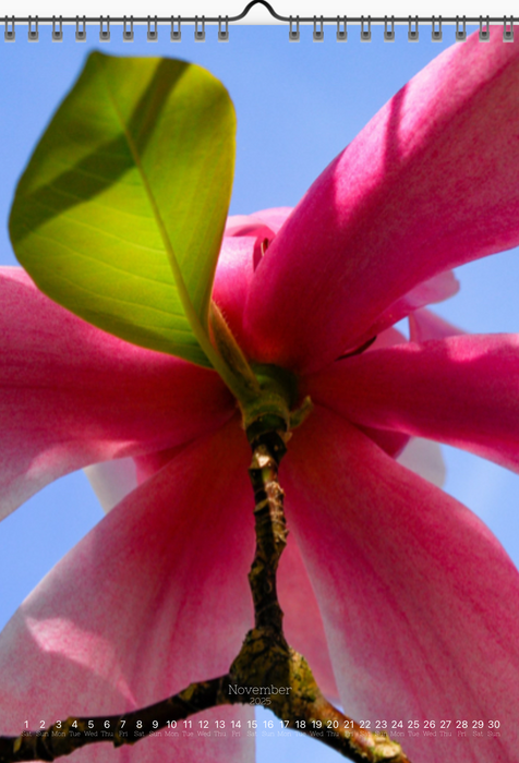 Tomas Rodak, Calendar 2025, Wandkalender 2025, Magnolia, Blumeninsel, Kalendar, New year, neues Jahr, Neujahr, Kalendar, for sale by TOMs FLOWer CLUB