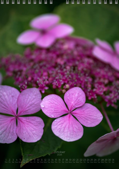 Tomas Rodak, Calendar 2026, Hortensia, Hydrangea, Wandkalender, Kalendar, New year, neues Jahr, Neujahr, Kalendar, for sale by TOMs FLOWer CLUB