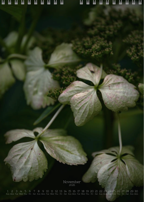 Tomas Rodak, Calendar 2026, Hortensia, Hydrangea, Wandkalender, Kalendar, New year, neues Jahr, Neujahr, Kalendar, for sale by TOMs FLOWer CLUB