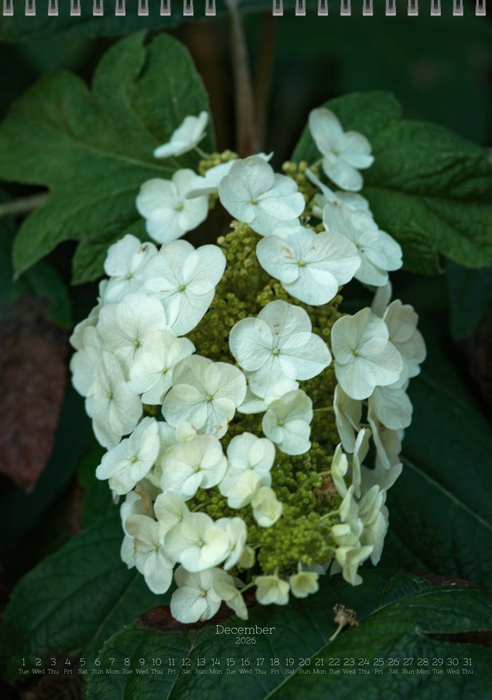 Tomas Rodak, Calendar 2026, Hortensia, Hydrangea, Wandkalender, Kalendar, New year, neues Jahr, Neujahr, Kalendar, for sale by TOMs FLOWer CLUB