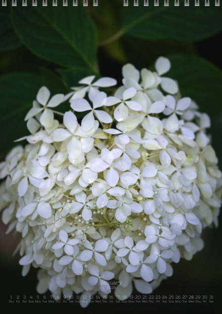 Tomas Rodak, Calendar 2026, Hortensia, Hydrangea, Wandkalender, Kalendar, New year, neues Jahr, Neujahr, Kalendar, for sale by TOMs FLOWer CLUB