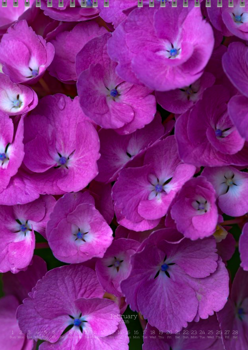 Tomas Rodak, Calendar 2026, Hortensia, Hydrangea, Wandkalender, Kalendar, New year, neues Jahr, Neujahr, Kalendar, for sale by TOMs FLOWer CLUB