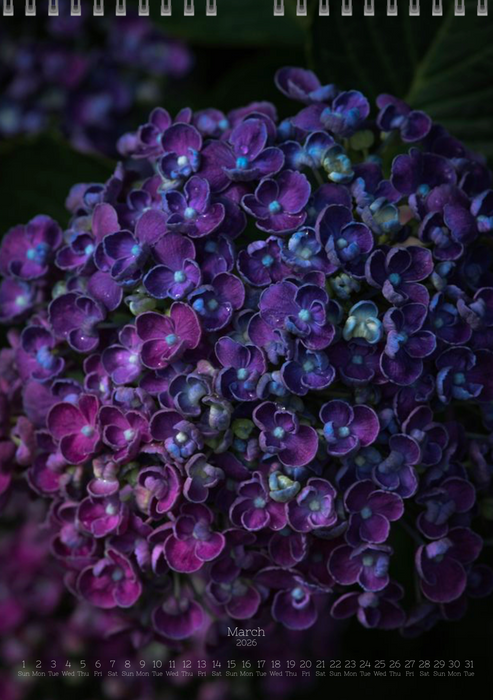 Tomas Rodak, Calendar 2026, Hortensia, Hydrangea, Wandkalender, Kalendar, New year, neues Jahr, Neujahr, Kalendar, for sale by TOMs FLOWer CLUB