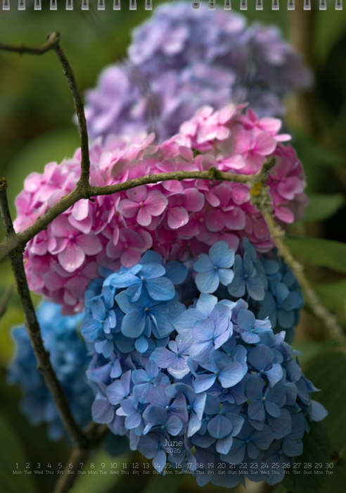 Tomas Rodak, Calendar 2026, Hortensia, Hydrangea, Wandkalender, Kalendar, New year, neues Jahr, Neujahr, Kalendar, for sale by TOMs FLOWer CLUB