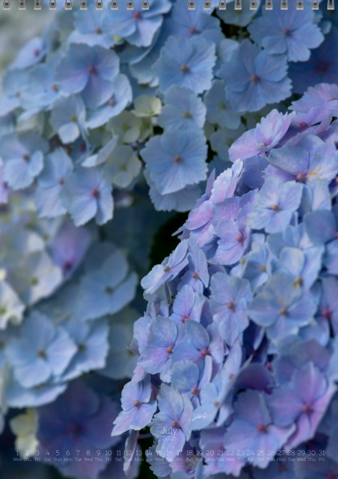 Tomas Rodak, Calendar 2026, Hortensia, Hydrangea, Wandkalender, Kalendar, New year, neues Jahr, Neujahr, Kalendar, for sale by TOMs FLOWer CLUB