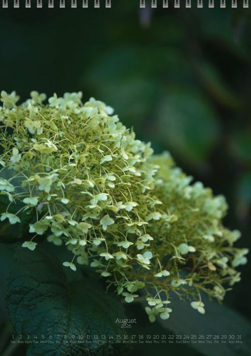 Tomas Rodak, Calendar 2026, Hortensia, Hydrangea, Wandkalender, Kalendar, New year, neues Jahr, Neujahr, Kalendar, for sale by TOMs FLOWer CLUB