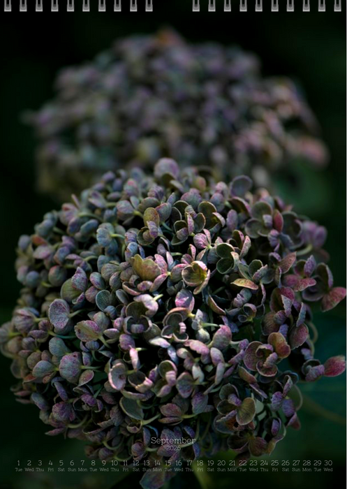 Tomas Rodak, Calendar 2026, Hortensia, Hydrangea, Wandkalender, Kalendar, New year, neues Jahr, Neujahr, Kalendar, for sale by TOMs FLOWer CLUB