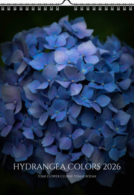 Tomas Rodak, Calendar 2026, Hortensia, Hydrangea, Wandkalender, Kalendar, New year, neues Jahr, Neujahr, Kalendar, for sale by TOMs FLOWer CLUB