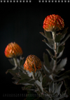 TOMas Rodak, Calendar 2026, Wandkalender 2026, Protea, Kalendar, New year, neues Jahr, Neujahr, Kalendar, for sale by TOMs FLOWer CLUB