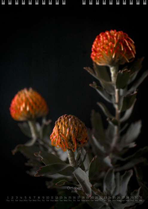 TOMas Rodak, Calendar 2026, Wandkalender 2026, Protea, Kalendar, New year, neues Jahr, Neujahr, Kalendar, for sale by TOMs FLOWer CLUB