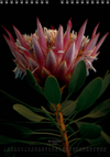TOMas Rodak, Calendar 2026, Wandkalender 2026, Protea, Kalendar, New year, neues Jahr, Neujahr, Kalendar, for sale by TOMs FLOWer CLUB