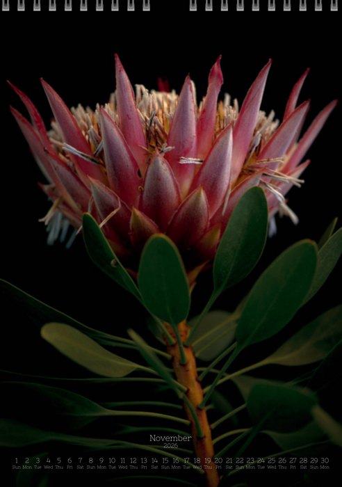 TOMas Rodak, Calendar 2026, Wandkalender 2026, Protea, Kalendar, New year, neues Jahr, Neujahr, Kalendar, for sale by TOMs FLOWer CLUB