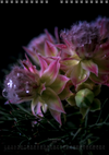 TOMas Rodak, Calendar 2026, Wandkalender 2026, Protea, Kalendar, New year, neues Jahr, Neujahr, Kalendar, for sale by TOMs FLOWer CLUB