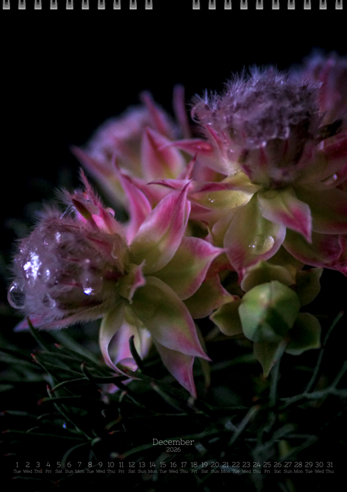 TOMas Rodak, Calendar 2026, Wandkalender 2026, Protea, Kalendar, New year, neues Jahr, Neujahr, Kalendar, for sale by TOMs FLOWer CLUB