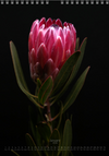 TOMas Rodak, Calendar 2026, Wandkalender 2026, Protea, Kalendar, New year, neues Jahr, Neujahr, Kalendar, for sale by TOMs FLOWer CLUB