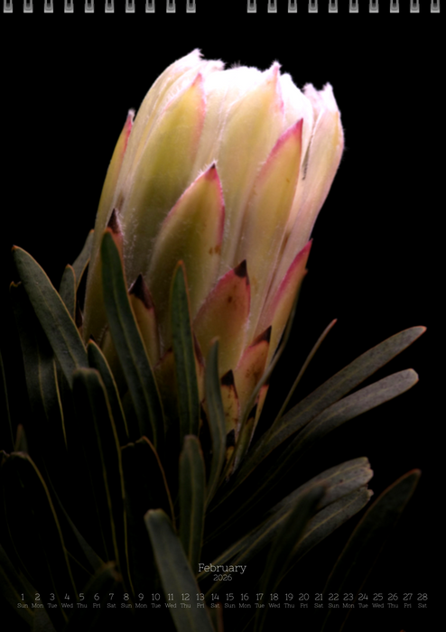 TOMas Rodak, Calendar 2026, Wandkalender 2026, Protea, Kalendar, New year, neues Jahr, Neujahr, Kalendar, for sale by TOMs FLOWer CLUB