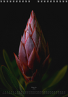 TOMas Rodak, Calendar 2026, Wandkalender 2026, Protea, Kalendar, New year, neues Jahr, Neujahr, Kalendar, for sale by TOMs FLOWer CLUB