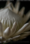 TOMas Rodak, Calendar 2026, Wandkalender 2026, Protea, Kalendar, New year, neues Jahr, Neujahr, Kalendar, for sale by TOMs FLOWer CLUB