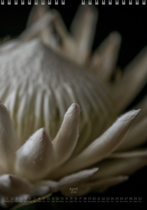 TOMas Rodak, Calendar 2026, Wandkalender 2026, Protea, Kalendar, New year, neues Jahr, Neujahr, Kalendar, for sale by TOMs FLOWer CLUB