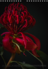 TOMas Rodak, Calendar 2026, Wandkalender 2026, Protea, Kalendar, New year, neues Jahr, Neujahr, Kalendar, for sale by TOMs FLOWer CLUB