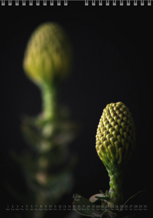 TOMas Rodak, Calendar 2026, Wandkalender 2026, Protea, Kalendar, New year, neues Jahr, Neujahr, Kalendar, for sale by TOMs FLOWer CLUB