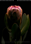 TOMas Rodak, Calendar 2026, Wandkalender 2026, Protea, Kalendar, New year, neues Jahr, Neujahr, Kalendar, for sale by TOMs FLOWer CLUB