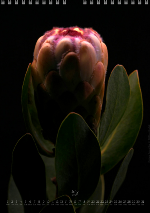 TOMas Rodak, Calendar 2026, Wandkalender 2026, Protea, Kalendar, New year, neues Jahr, Neujahr, Kalendar, for sale by TOMs FLOWer CLUB