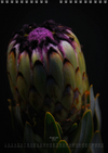 TOMas Rodak, Calendar 2026, Wandkalender 2026, Protea, Kalendar, New year, neues Jahr, Neujahr, Kalendar, for sale by TOMs FLOWer CLUB
