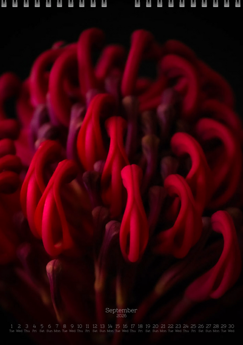 TOMas Rodak, Calendar 2026, Wandkalender 2026, Protea, Kalendar, New year, neues Jahr, Neujahr, Kalendar, for sale by TOMs FLOWer CLUB