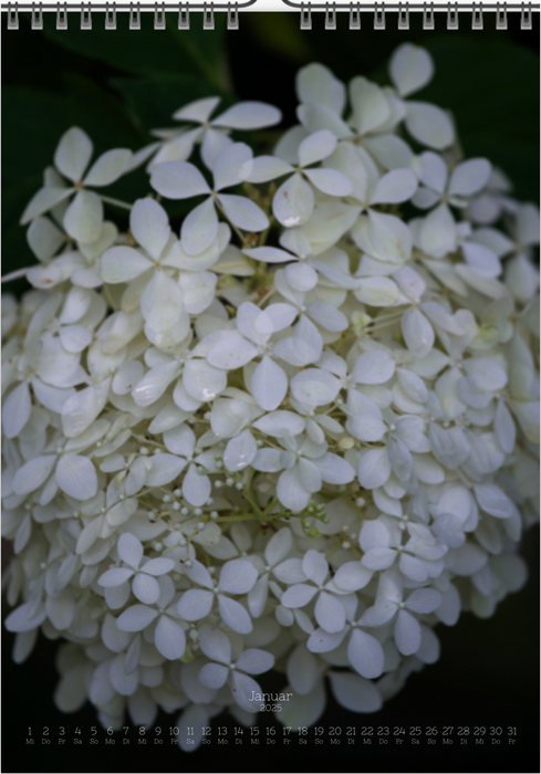 Tomas Rodak, Calendar 2025, Hortensia, Hydrangea, Wandkalender, Kalendar, New year, neues Jahr, Neujahr, Kalendar, for sale by TOMs FLOWer CLUB