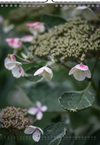 Tomas Rodak, Calendar 2025, Hortensia, Hydrangea, Wandkalender, Kalendar, New year, neues Jahr, Neujahr, Kalendar, for sale by TOMs FLOWer CLUB