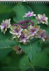 Tomas Rodak, Calendar 2025, Hortensia, Hydrangea, Wandkalender, Kalendar, New year, neues Jahr, Neujahr, Kalendar, for sale by TOMs FLOWer CLUB