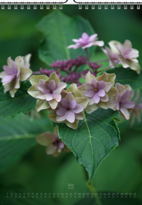 Tomas Rodak, Calendar 2025, Hortensia, Hydrangea, Wandkalender, Kalendar, New year, neues Jahr, Neujahr, Kalendar, for sale by TOMs FLOWer CLUB