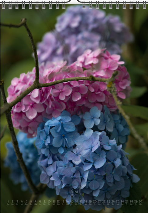 Tomas Rodak, Calendar 2025, Hortensia, Hydrangea, Wandkalender, Kalendar, New year, neues Jahr, Neujahr, Kalendar, for sale by TOMs FLOWer CLUB