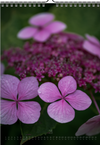 Tomas Rodak, Calendar 2025, Hortensia, Hydrangea, Wandkalender, Kalendar, New year, neues Jahr, Neujahr, Kalendar, for sale by TOMs FLOWer CLUB