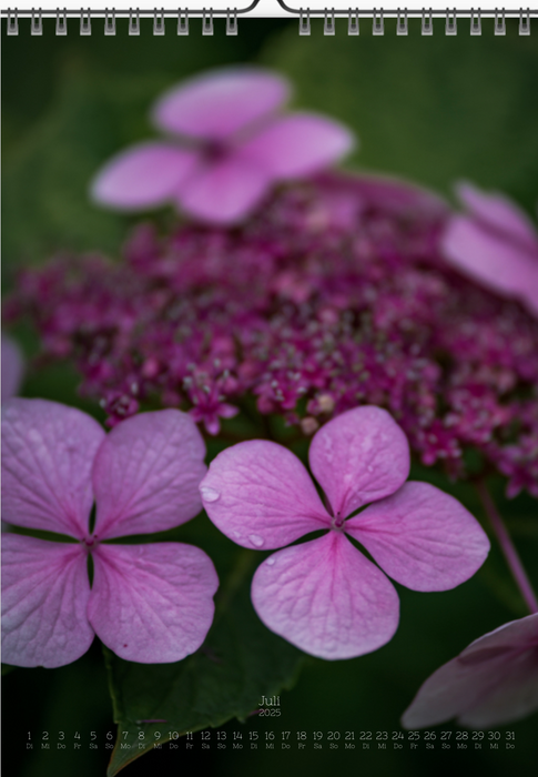 Tomas Rodak, Calendar 2025, Hortensia, Hydrangea, Wandkalender, Kalendar, New year, neues Jahr, Neujahr, Kalendar, for sale by TOMs FLOWer CLUB