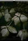 Tomas Rodak, Calendar 2025, Hortensia, Hydrangea, Wandkalender, Kalendar, New year, neues Jahr, Neujahr, Kalendar, for sale by TOMs FLOWer CLUB