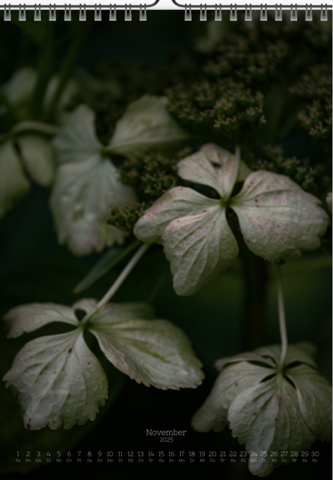 Tomas Rodak, Calendar 2025, Hortensia, Hydrangea, Wandkalender, Kalendar, New year, neues Jahr, Neujahr, Kalendar, for sale by TOMs FLOWer CLUB