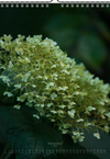 Tomas Rodak, Calendar 2025, Hortensia, Hydrangea, Wandkalender, Kalendar, New year, neues Jahr, Neujahr, Kalendar, for sale by TOMs FLOWer CLUB