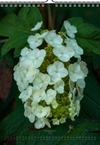 Tomas Rodak, Calendar 2025, Hortensia, Hydrangea, Wandkalender, Kalendar, New year, neues Jahr, Neujahr, Kalendar, for sale by TOMs FLOWer CLUB