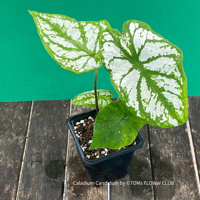 Caladium Candidum, organically grown tropical plants for sale at TOMs FLOWer CLUB.
