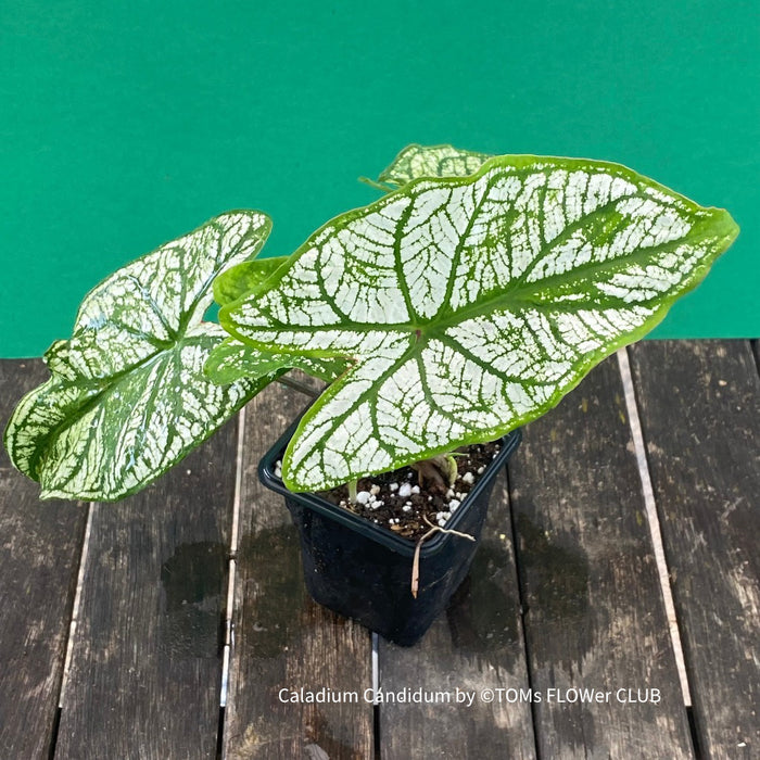 Caladium Candidum, organically grown tropical plants for sale at TOMs FLOWer CLUB.