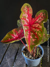 Caladium Carolyn Whorton, organically grown tropical plants for sale at TOMs FLOWer CLUB.