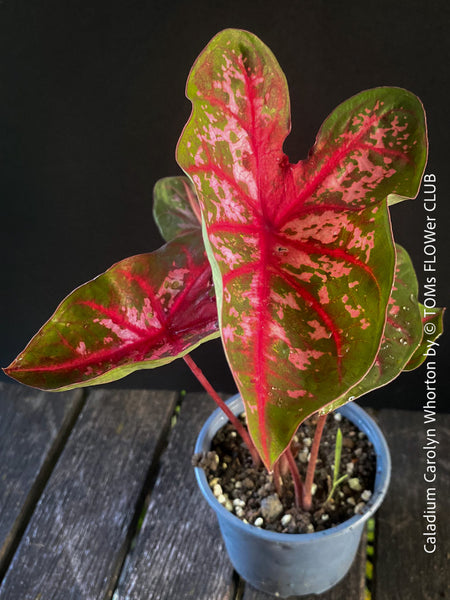 Caladium Carolyn Whorton, organically grown tropical plants for sale at TOMs FLOWer CLUB.