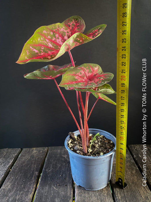 Caladium Carolyn Whorton, organically grown tropical plants for sale at TOMs FLOWer CLUB.